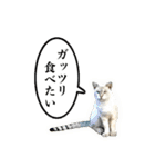 近所のノラさんズ（個別スタンプ：29）