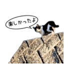 近所のノラさんズ（個別スタンプ：31）