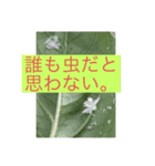 畑活ハタカツ4（個別スタンプ：8）