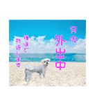 チロさんのカワイイスタンプ（個別スタンプ：13）