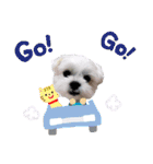 チロさんのカワイイスタンプ（個別スタンプ：16）