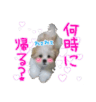 チロさんのカワイイスタンプ（個別スタンプ：21）