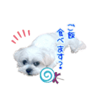 チロさんのカワイイスタンプ（個別スタンプ：22）