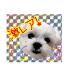 チロさんのカワイイスタンプ（個別スタンプ：28）