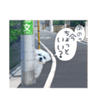 チロさんのカワイイスタンプ（個別スタンプ：30）
