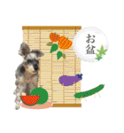 おちゃめなミニシュナ！ vol.4【春夏編】（個別スタンプ：24）