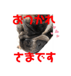 ぶるちゃんすたんぷ2（個別スタンプ：14）