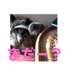 ぶるちゃんすたんぷ2（個別スタンプ：21）
