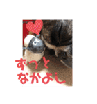 ぶるちゃんすたんぷ2（個別スタンプ：23）