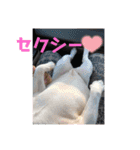 ぶるちゃんすたんぷ2（個別スタンプ：30）