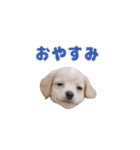 チワックスのころも（個別スタンプ：2）