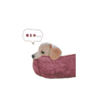 チワックスのころも（個別スタンプ：11）
