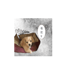 チワックスのころも（個別スタンプ：17）
