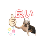 ボストンテリアウメ達のスタンプ2（個別スタンプ：1）