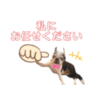 ボストンテリアウメ達のスタンプ2（個別スタンプ：3）