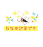 ボストンテリアウメ達のスタンプ2（個別スタンプ：8）