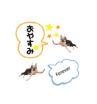 ボストンテリアウメ達のスタンプ2（個別スタンプ：18）