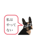 ボストンテリアウメ達のスタンプ2（個別スタンプ：19）
