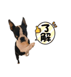 ボストンテリアウメ達のスタンプ2（個別スタンプ：27）