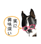 ボストンテリアウメ達のスタンプ2（個別スタンプ：28）