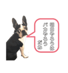 ボストンテリアウメ達のスタンプ2（個別スタンプ：29）