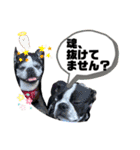 ボストンテリアウメ達のスタンプ2（個別スタンプ：30）