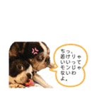 ボストンテリアウメ達のスタンプ2（個別スタンプ：31）