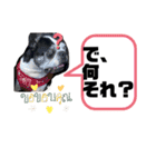 ボストンテリアウメ達のスタンプ2（個別スタンプ：32）