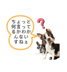 ボストンテリアウメ達のスタンプ2（個別スタンプ：33）