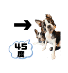 ボストンテリアウメ達のスタンプ2（個別スタンプ：34）