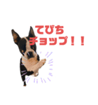 ボストンテリアウメ達のスタンプ2（個別スタンプ：35）