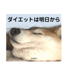 いぬとねことねこ。（個別スタンプ：5）
