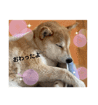 いぬとねことねこ。（個別スタンプ：6）