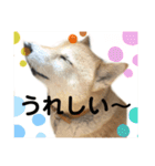 いぬとねことねこ。（個別スタンプ：7）