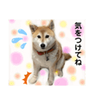 いぬとねことねこ。（個別スタンプ：8）
