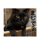 いぬとねことねこ。（個別スタンプ：10）