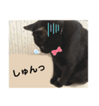 いぬとねことねこ。（個別スタンプ：11）