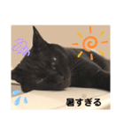 いぬとねことねこ。（個別スタンプ：12）