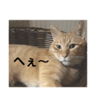 いぬとねことねこ。（個別スタンプ：13）