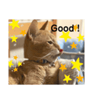 いぬとねことねこ。（個別スタンプ：15）