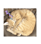 いぬとねことねこ。（個別スタンプ：16）