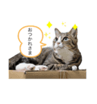 うちのもちねこ（個別スタンプ：16）