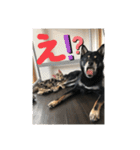 黒柴犬と猫の日常スタンプ（個別スタンプ：1）