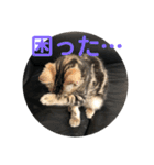 黒柴犬と猫の日常スタンプ（個別スタンプ：2）
