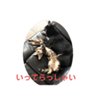 黒柴犬と猫の日常スタンプ（個別スタンプ：3）