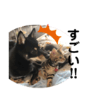 黒柴犬と猫の日常スタンプ（個別スタンプ：6）