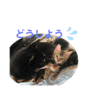 黒柴犬と猫の日常スタンプ（個別スタンプ：7）