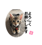 黒柴犬と猫の日常スタンプ（個別スタンプ：8）