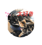 黒柴犬と猫の日常スタンプ（個別スタンプ：10）