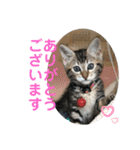 黒柴犬と猫の日常スタンプ（個別スタンプ：11）